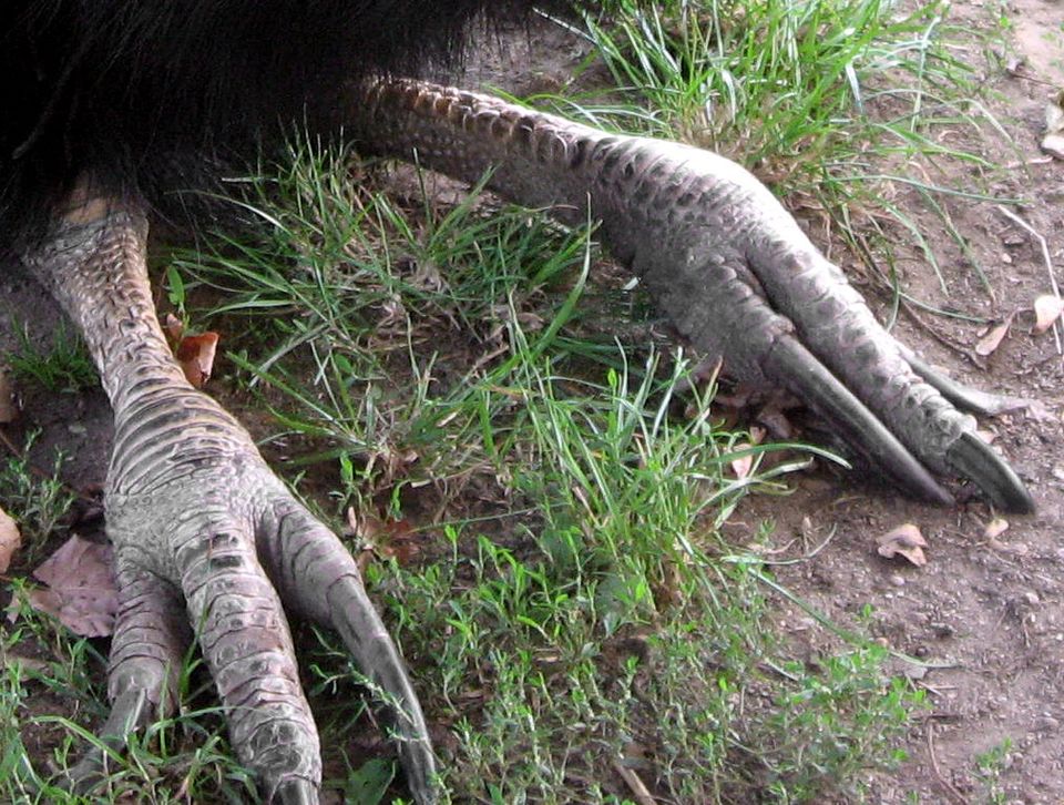 How (Not) To Domesticate A Cassowary